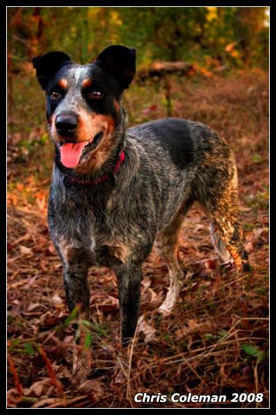 IMAGE: http://img.photobucket.com/albums/v11/Redline5th/blueheeler-Medium.jpg