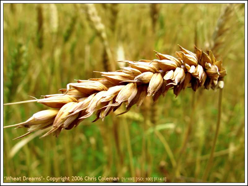 IMAGE: http://img.photobucket.com/albums/v11/Redline5th/wheatfield03forums.jpg