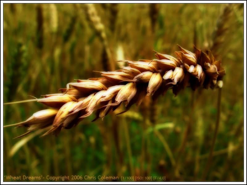 IMAGE: http://img.photobucket.com/albums/v11/Redline5th/wheatfield03forumsdreamy.jpg