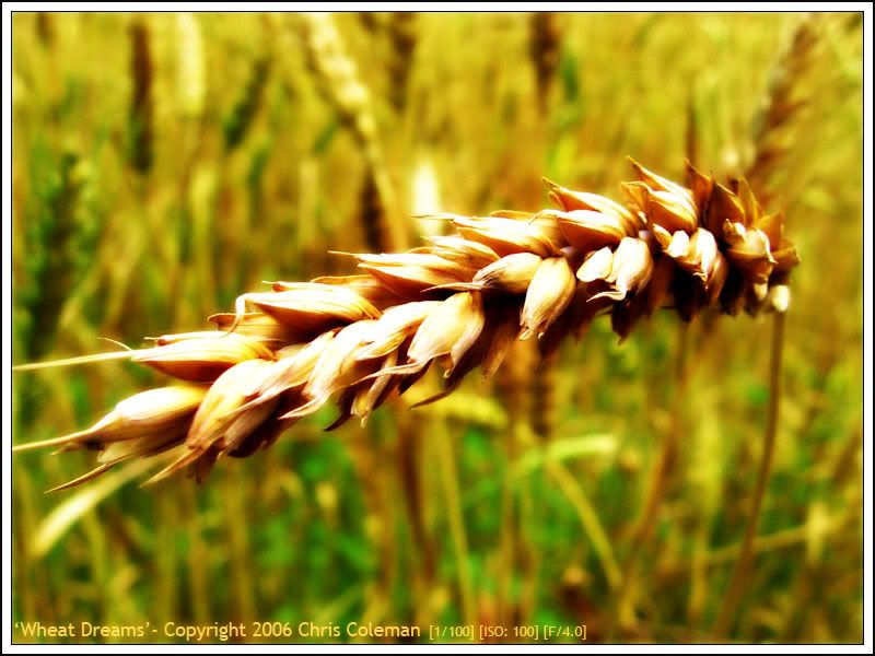 IMAGE: http://img.photobucket.com/albums/v11/Redline5th/wheatfield03forumsdreamy2.jpg