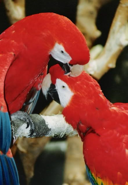 Parrots.jpg