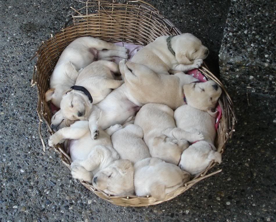 puppies.jpg