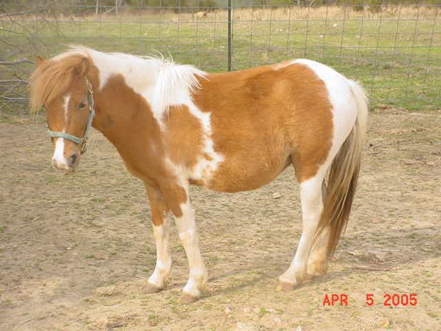 Pictures of Pregnant mares - Miniature Horse Forum - Lil Beginnings