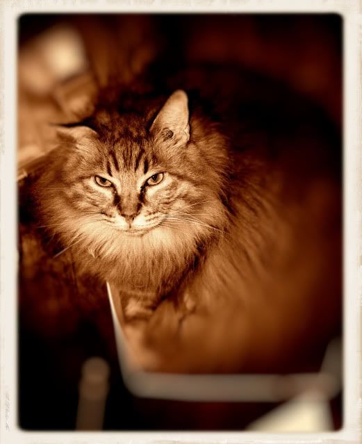 IMAGE: http://img.photobucket.com/albums/v11/moeowo/Titusclasslookingpicture.jpg