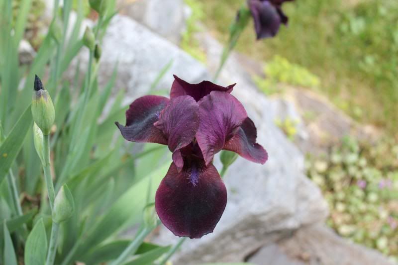 http://img.photobucket.com/albums/v11/otnorot/All%20plants/150.jpg