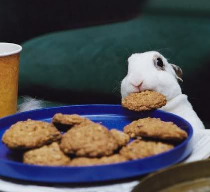 treats for rabbits