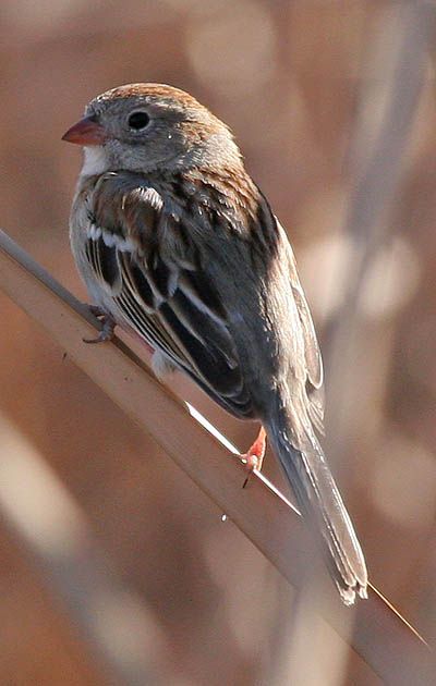 White-crowned Sparrow, 1st Winter W Taiga? Pictures, Images and Photos