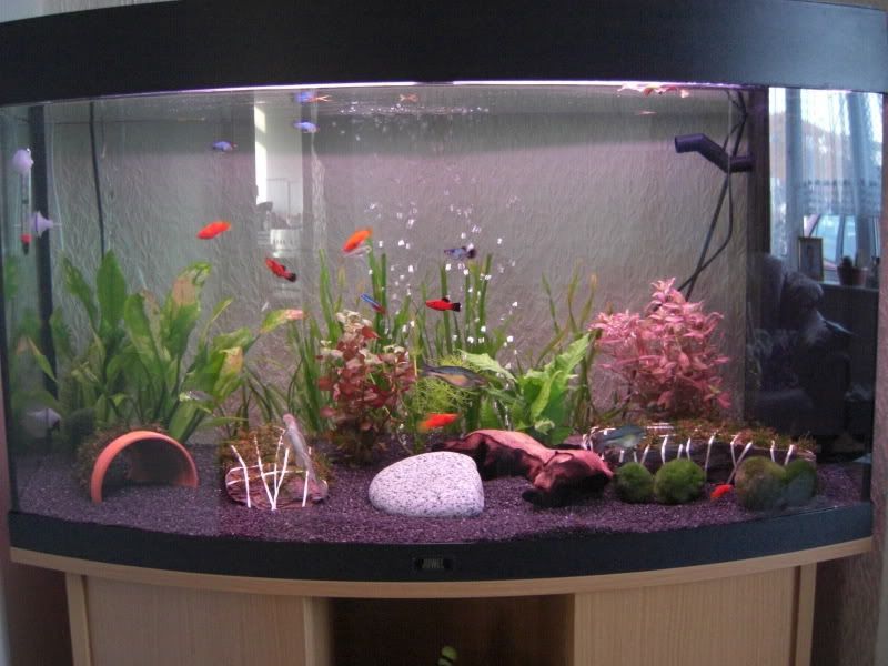 Photos Of Tanks Wanted With Black Gravel Tropical Fish Forums