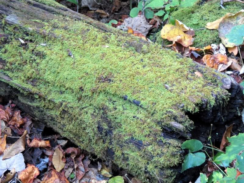 IMAGE: http://img.photobucket.com/albums/v110/de8212/Helen/IMG_0418.jpg