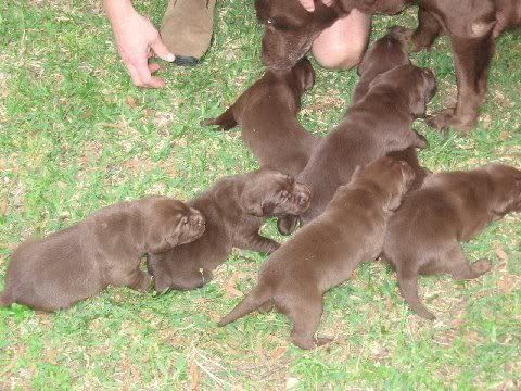 Puppies