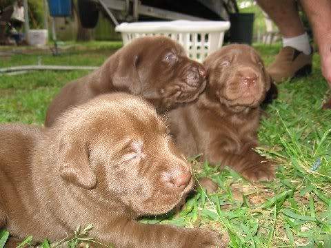 pup2