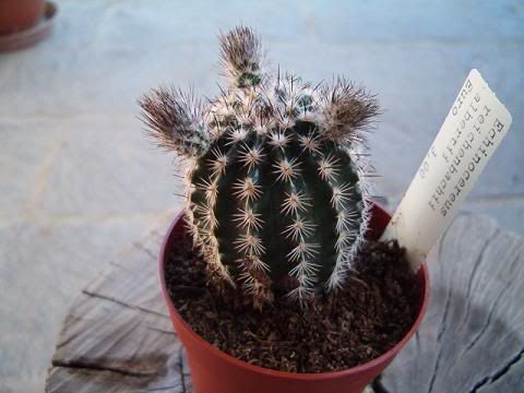 EchinocereusReichebachiiAlbertii.jpg