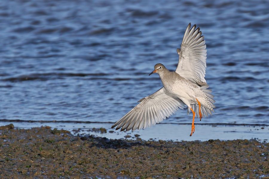 IMAGE: http://img.photobucket.com/albums/v111/joe47/7D2_0070%20b%20900.jpg~original