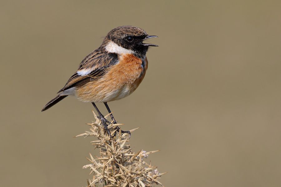 IMAGE: http://img.photobucket.com/albums/v111/joe47/7D2_0239%20bbb%20900.jpg~original