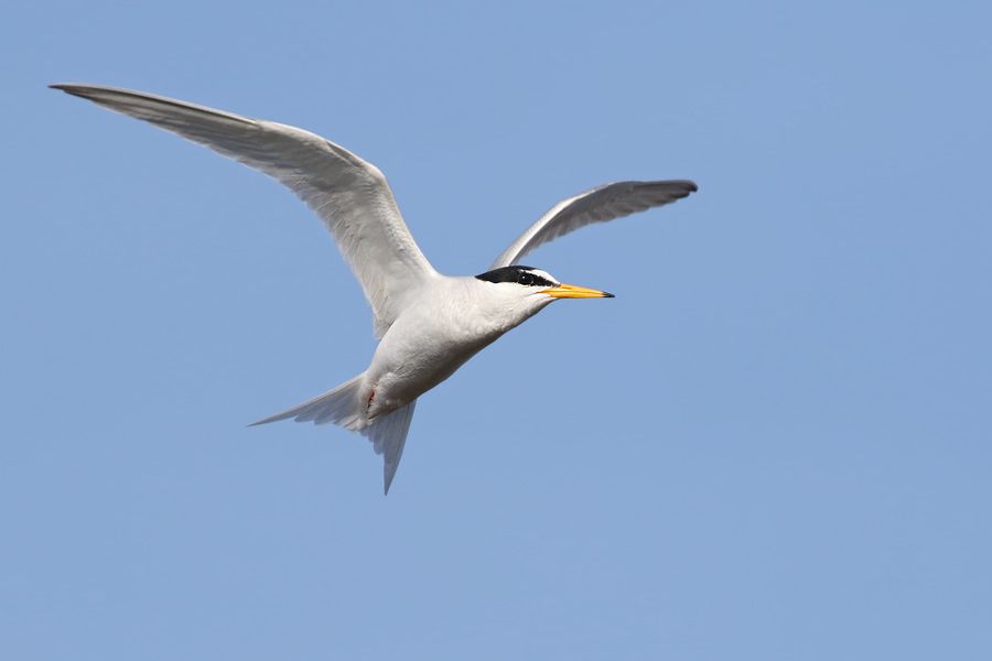 IMAGE: http://img.photobucket.com/albums/v111/joe47/7D2_0399%20b%20900%20b.jpg~original