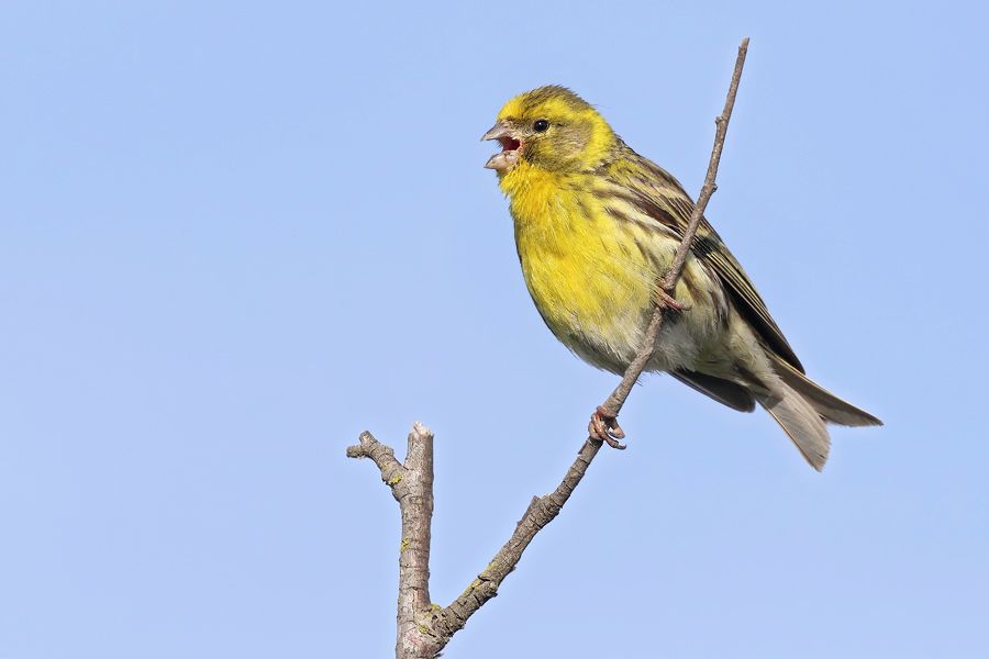 IMAGE: http://img.photobucket.com/albums/v111/joe47/7D2_0473%20b%20900.jpg~original