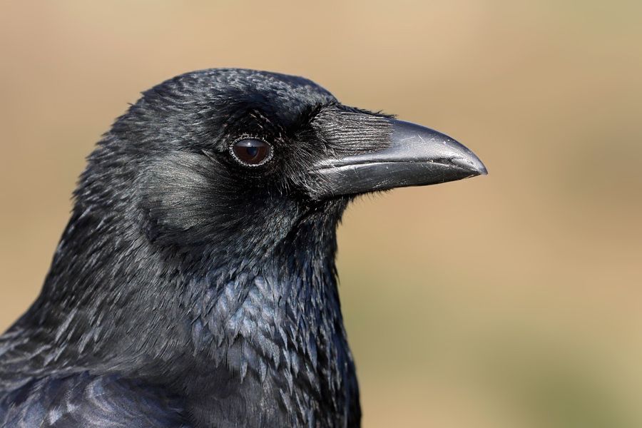 IMAGE: http://img.photobucket.com/albums/v111/joe47/7D2_0509%20b%20b%20900.jpg~original