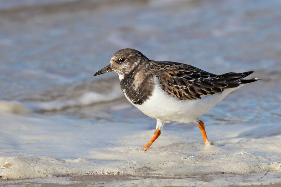 IMAGE: http://img.photobucket.com/albums/v111/joe47/7D2_0550%20b%20900%20b.jpg~original