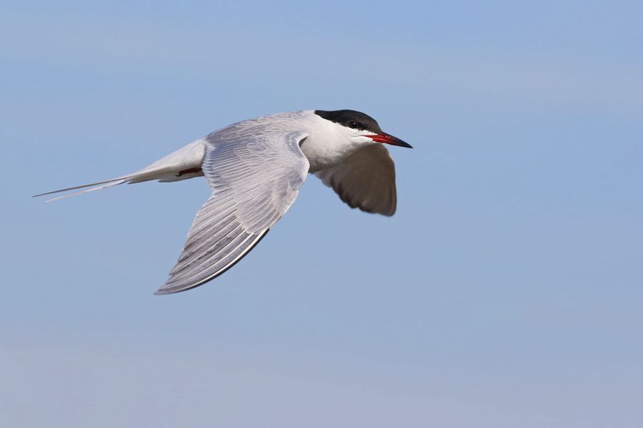 IMAGE: http://img.photobucket.com/albums/v111/joe47/7D2_0594%20b%20900.jpg~original