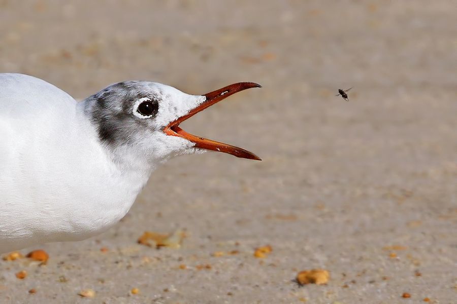 IMAGE: http://img.photobucket.com/albums/v111/joe47/7D2_0640%20bc%20900%20b.jpg~original