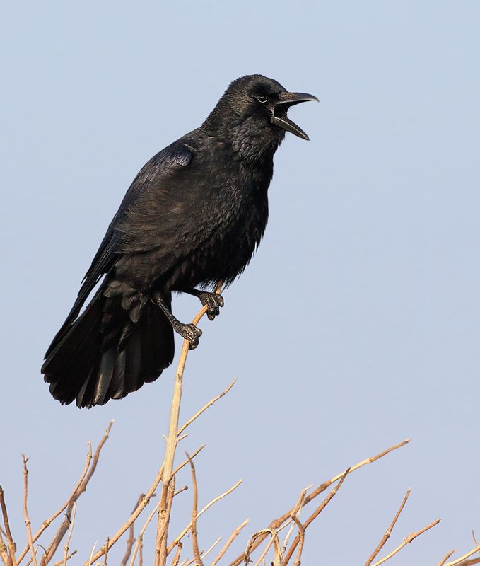 IMAGE: http://img.photobucket.com/albums/v111/joe47/7D2_0655%20bb%20800.jpg~original