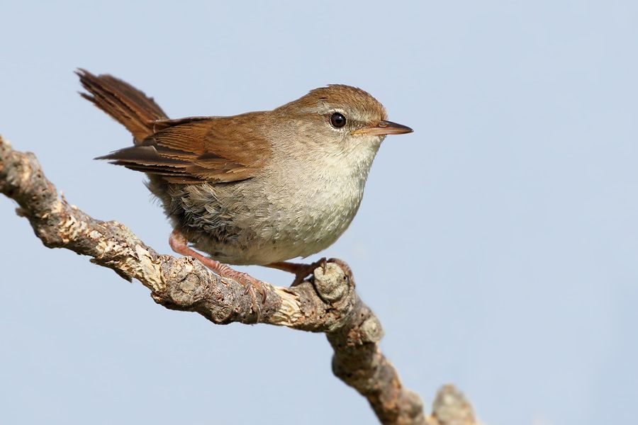 IMAGE: http://img.photobucket.com/albums/v111/joe47/7D2_0671%20b%20900.jpg~original