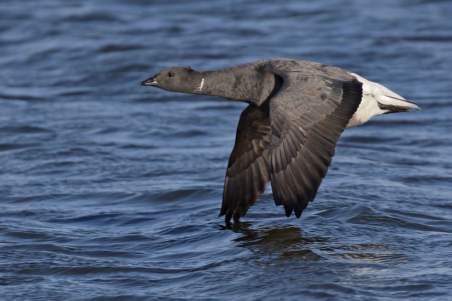 IMAGE: http://img.photobucket.com/albums/v111/joe47/7D2_0894%20b%20900.jpg~original