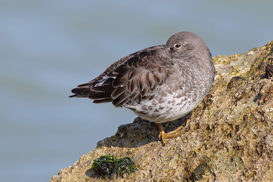 IMAGE: http://img.photobucket.com/albums/v111/joe47/7D2_1085%20b%20900.jpg~original