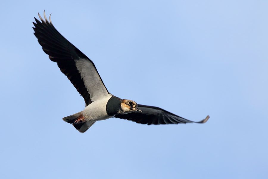 IMAGE: http://img.photobucket.com/albums/v111/joe47/7D2_1103%20b%20900.jpg~original