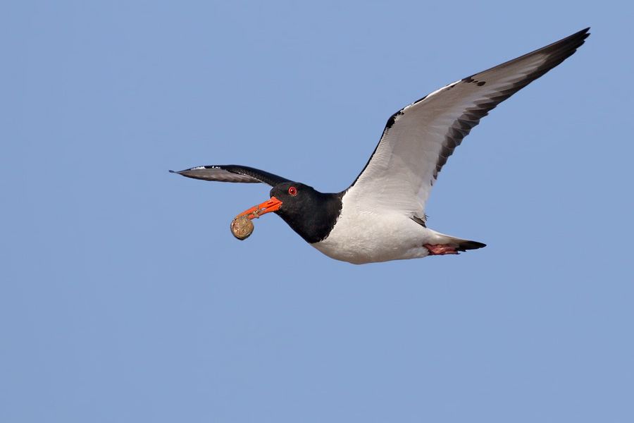 IMAGE: http://img.photobucket.com/albums/v111/joe47/7D2_1181%20b%20900.jpg~original