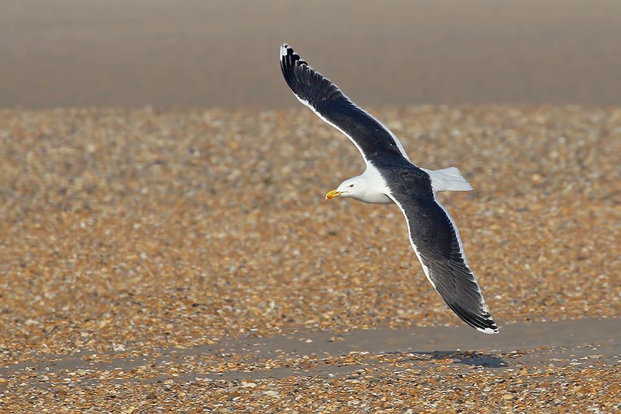 IMAGE: http://img.photobucket.com/albums/v111/joe47/7D2_1189%20b%20900.jpg~original