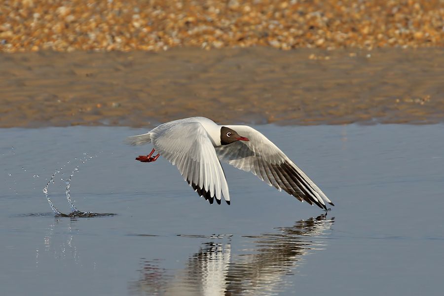 IMAGE: http://img.photobucket.com/albums/v111/joe47/7D2_1194%20b%20900.jpg~original