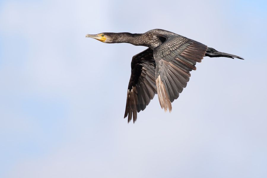 IMAGE: http://img.photobucket.com/albums/v111/joe47/7D2_1254%20b%20900.jpg~original