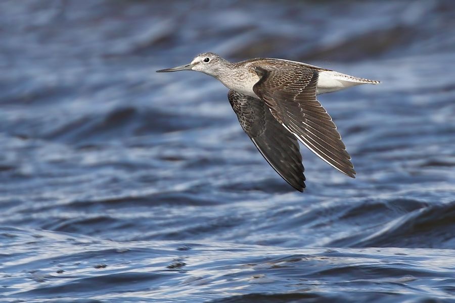 IMAGE: http://img.photobucket.com/albums/v111/joe47/7D2_1263%20bb%20900.jpg~original