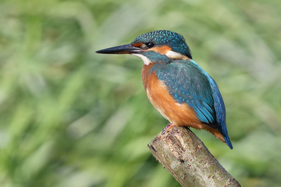 IMAGE: http://img.photobucket.com/albums/v111/joe47/7D2_1374%20b%20900.jpg~original