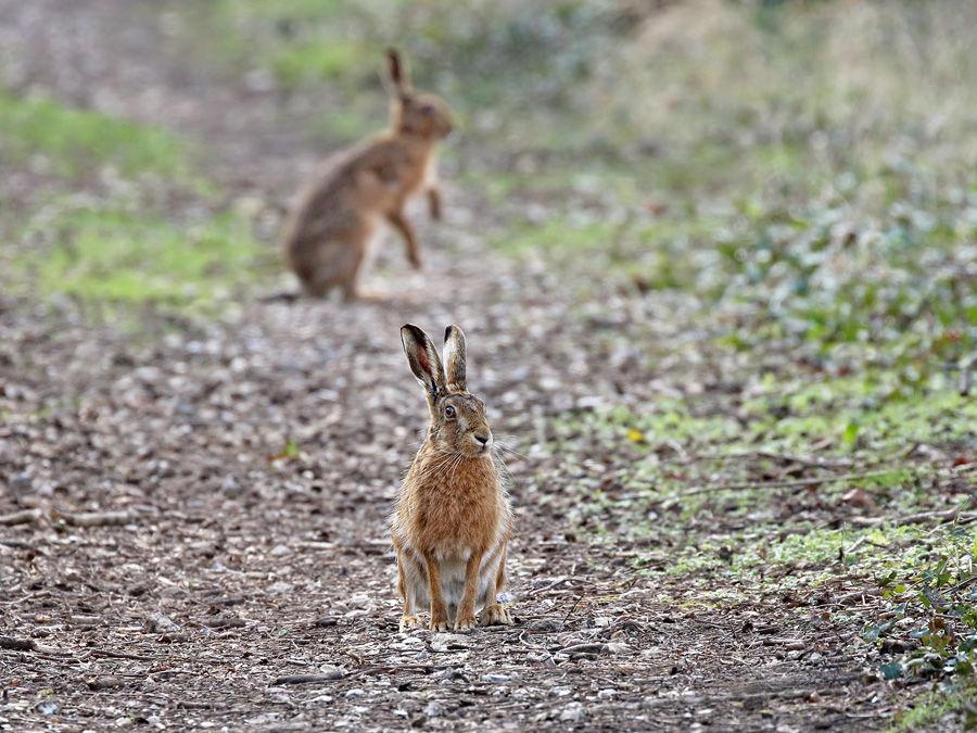 IMAGE: http://img.photobucket.com/albums/v111/joe47/7D2_1483%20b%20900.jpg~original