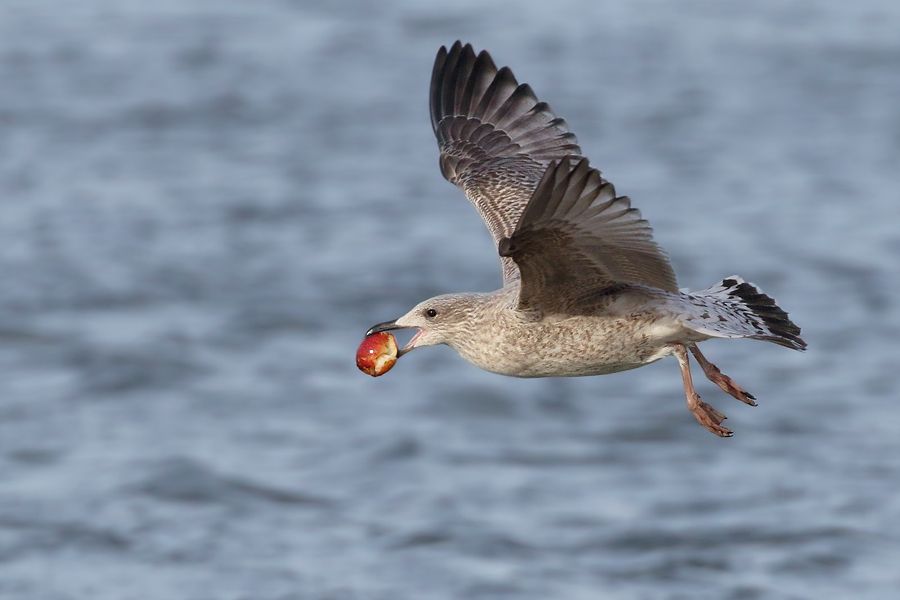 IMAGE: http://img.photobucket.com/albums/v111/joe47/7D2_1506%20b%20900.jpg~original