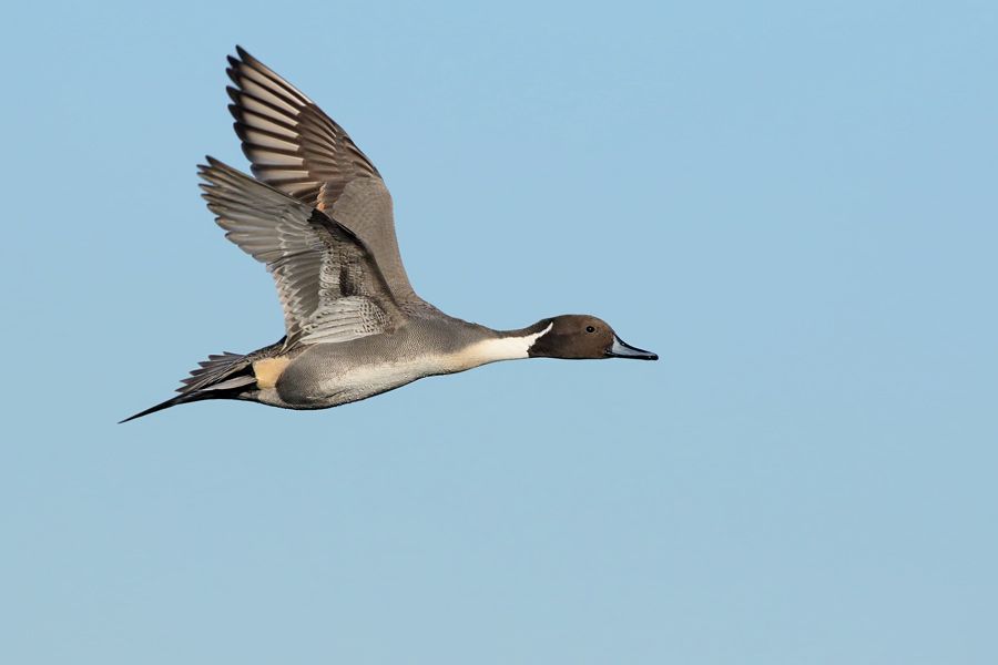 IMAGE: http://img.photobucket.com/albums/v111/joe47/7D2_1509%20b%20900.jpg~original