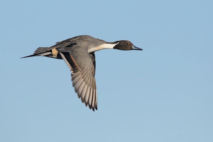 IMAGE: http://img.photobucket.com/albums/v111/joe47/7D2_1516%20b%20900%20bb.jpg~original