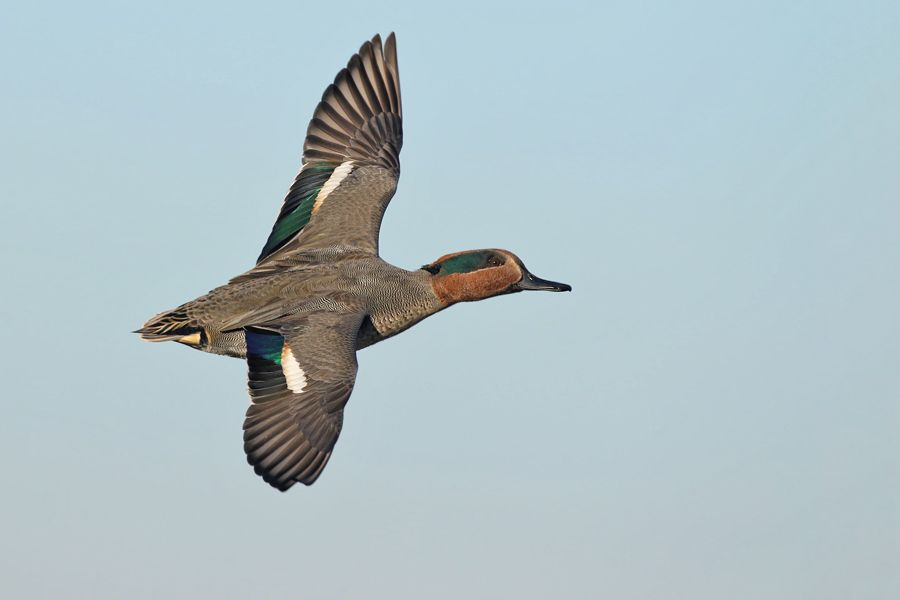 IMAGE: http://img.photobucket.com/albums/v111/joe47/7D2_1532%20b%20900.jpg~original