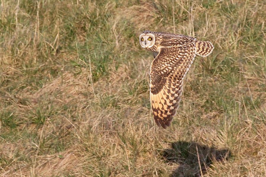 IMAGE: http://img.photobucket.com/albums/v111/joe47/7D2_1625%20b%20900.jpg~original