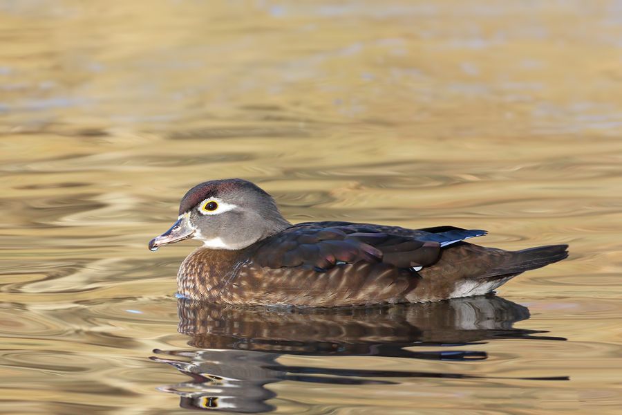 IMAGE: http://img.photobucket.com/albums/v111/joe47/7D2_1639%20b%20900.jpg~original