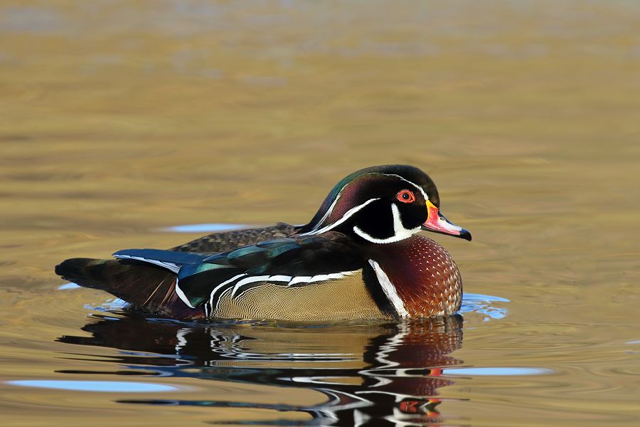 IMAGE: http://img.photobucket.com/albums/v111/joe47/7D2_1659%20b%20900.jpg~original