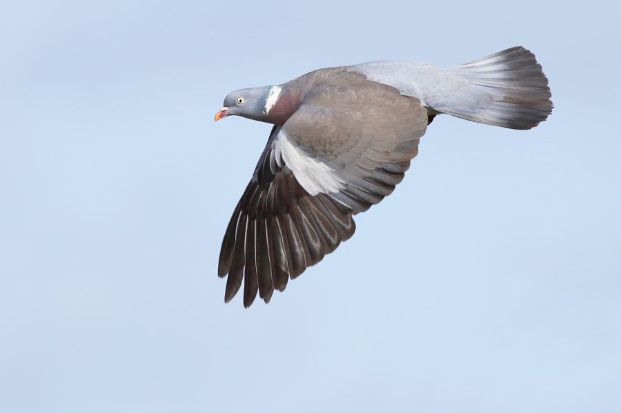 IMAGE: http://img.photobucket.com/albums/v111/joe47/7D2_1916%20b%20900.jpg~original