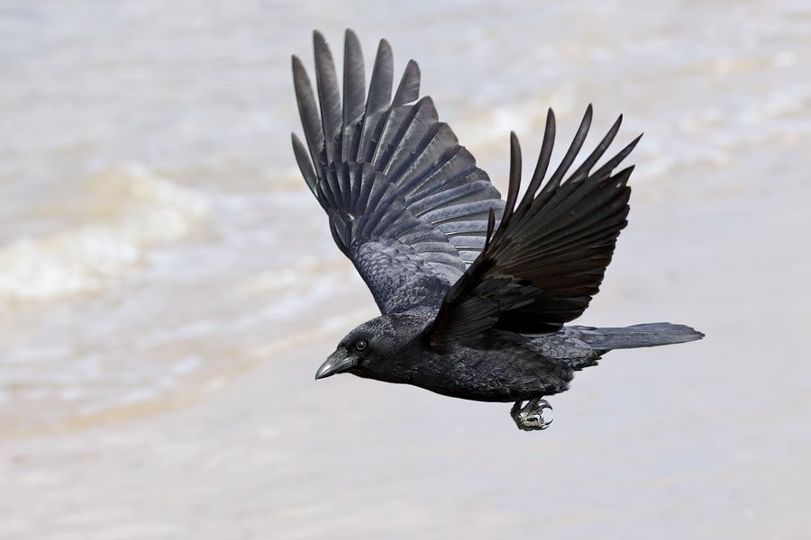 IMAGE: http://img.photobucket.com/albums/v111/joe47/7D2_2010%20b%20900.jpg~original