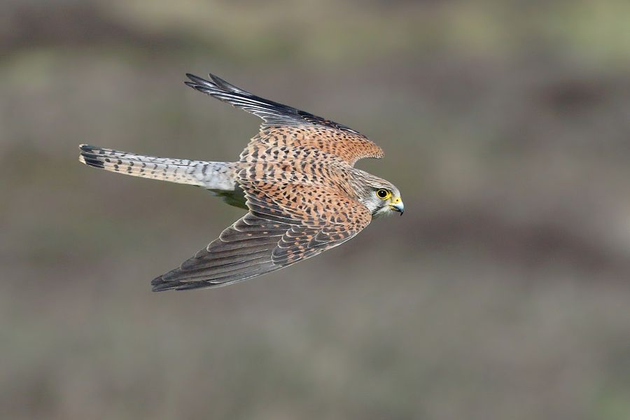 IMAGE: http://img.photobucket.com/albums/v111/joe47/7D2_2024%20b%20900.jpg~original