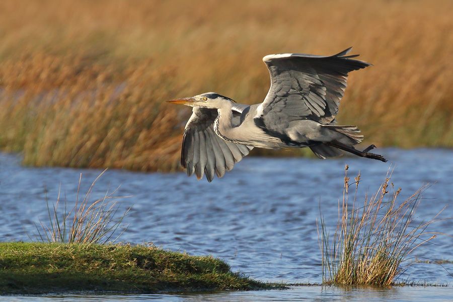 IMAGE: http://img.photobucket.com/albums/v111/joe47/7D2_2135%20b%20900.jpg~original