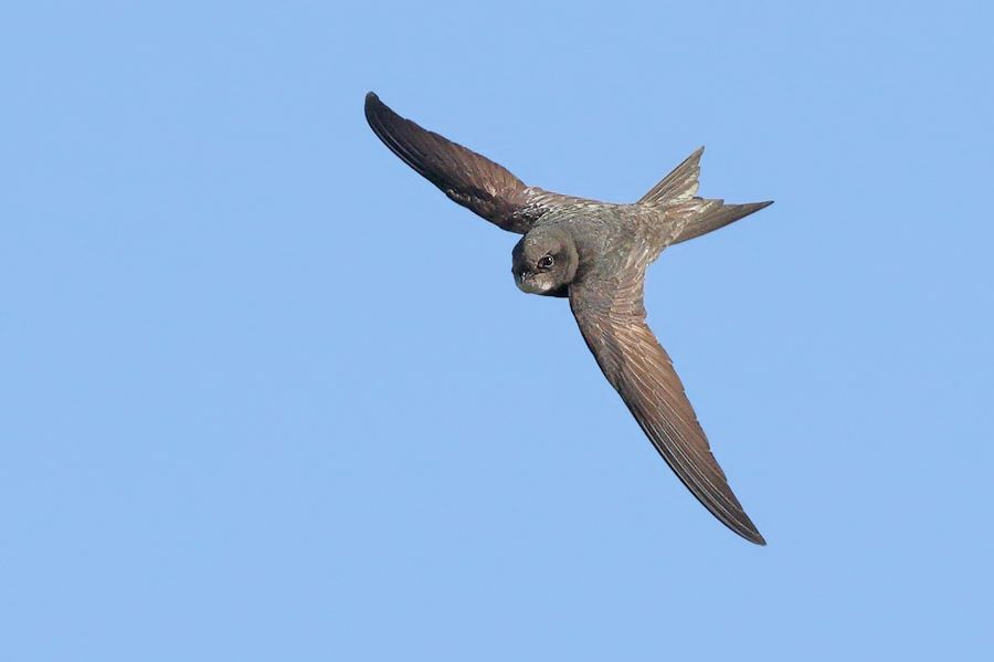 IMAGE: http://img.photobucket.com/albums/v111/joe47/7D2_2187%20b%20900.jpg~original