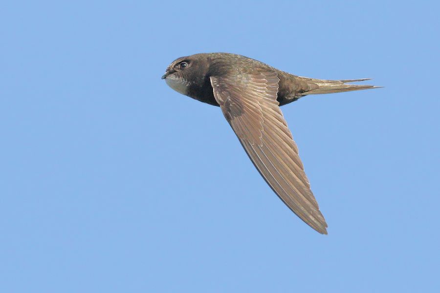 IMAGE: http://img.photobucket.com/albums/v111/joe47/7D2_2194%20b%20900_1.jpg~original