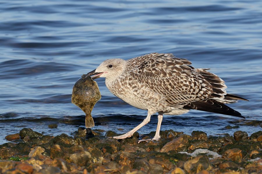 IMAGE: http://img.photobucket.com/albums/v111/joe47/7D2_2211%20b%20900.jpg~original